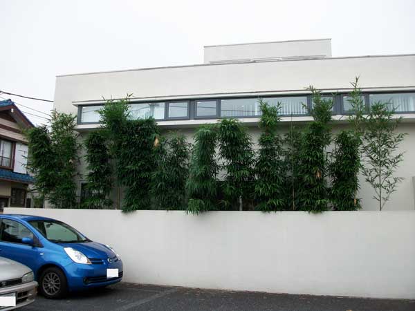 庭木の剪定前の写真