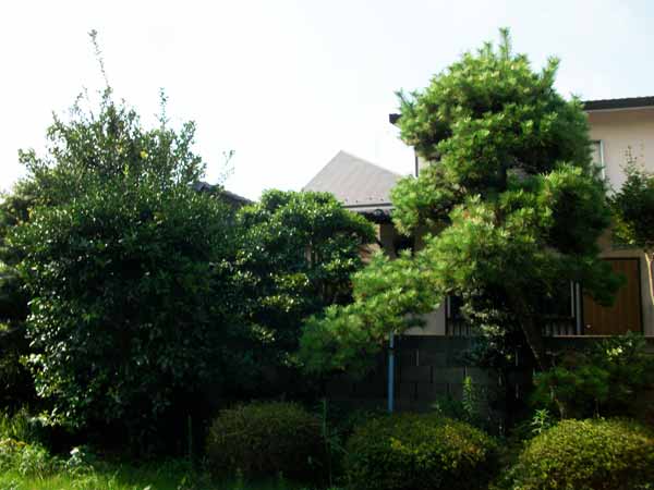 三鷹市・個人邸・剪定前