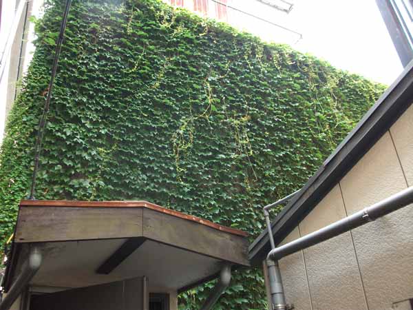 壁面のツタ(蔦)